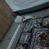 کبوتر اوقون