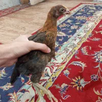 ۴ جوجه خانگی ویک لاری همه با هم ۱ملیون۵۰۰