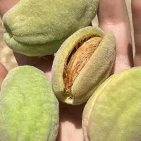 بادام|خوردنی و آشامیدنی|گلپایگان, |دیوار