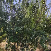 ۳۸۵متر کلنگی/معلم/جنوبی /چهار طبقه پروانه