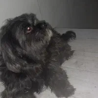 سگ فروش|سگ|تهران, امام حسین|دیوار