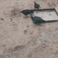 مرغ ایام سمانی