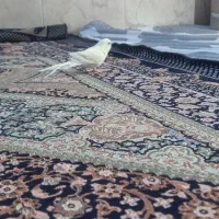 مرغ‌عشق‌بالغ‌وزرنگ