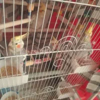 واگذاری ۴ عدد عروس هلندی زیبا