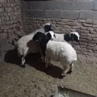 فروش بره نر محلی