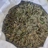 تخمه آفتابگردان تازه