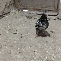 کبوتر سار سیاه لکه و کربلایی