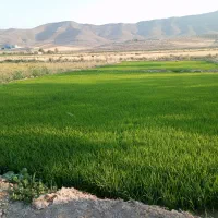بذر  شلتوک چمپا  پاک بدون گل  عالی در بیضا