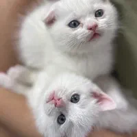 گربه اسکاتیش سفید