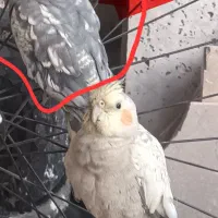 یک دونه عروس هلندی گم شده
