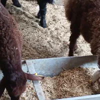 2عدد بره چینی افشاری ماده