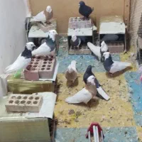 کفترطوقی جفتی باجوجه
