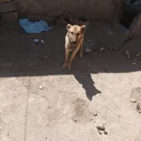 توله|سگ|سلماس, |دیوار