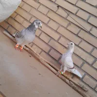 پشت کاغذی نر