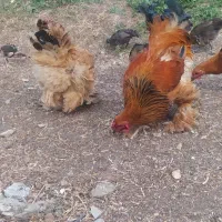 مرغ و خروس برهما