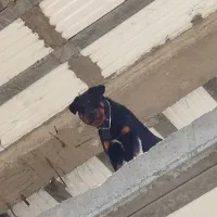روتوایلر نر