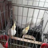 عروس هلندی