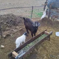 بز جوان بابزغاله