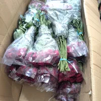 گل رز هلندی