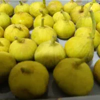انجیر تازه  درجه یک قیمت 230