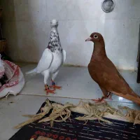کبوتر