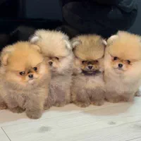 سگ پامر ۶۹ روزه خرسی.پامرانین