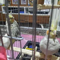 فروش یک جفت عروس هلندی