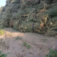 یونجه