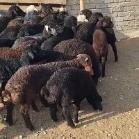 ب بره