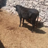 باسلام فروش دو راس گوساله نر  و یک راس ماده گاو