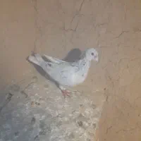 کفتر