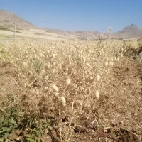 به تعدادی کارگر برای کار نخود نیازمندیم