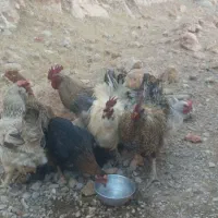 مرغ وخروس شیمبار