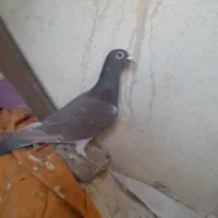 کبوتر پلاکی  ومسافتی  خوب
