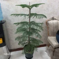 گل طبیعی کاج مطبخ