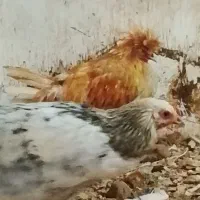تعدادی مرغ جوان