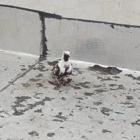 کبوتر قرمزی نشان