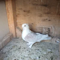کبوتر  نقش