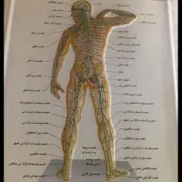 ماساژ ریلکسی حرفه ایی با کمترین هزینه در منزل شما
