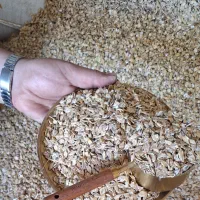 فروش کنسانتره پرواری ویژه گاو/تولید مستقیم کارخانه