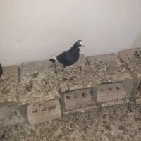 کبوتر پلنگ