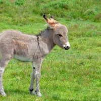 شیر الاغ