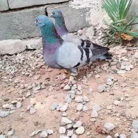 سبز پرپا کلافه