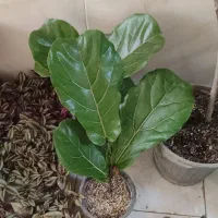 کادو روز معلم