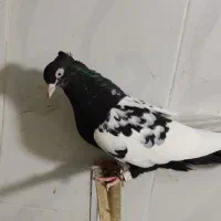 سینه سیاه