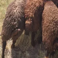 بره نر ماده