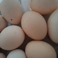 تخم مرغ محلی