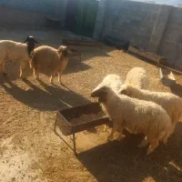 بره