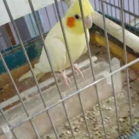 عروس هلندی
