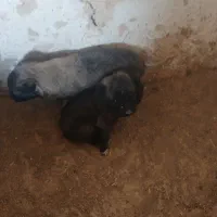 توله سگ